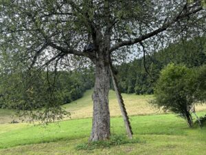 IMG_1564